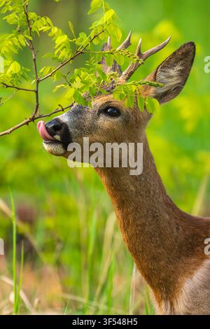Chevreuil, chevreuil, chevreuil occidental, chevreuil européen (Capreolus capreolus), biche mangeant d’un robinia noir, Allemagne, Brandebourg Banque D'Images
