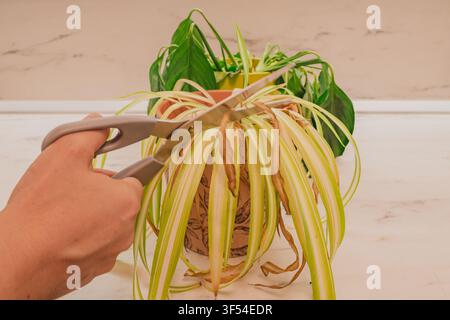 Vue rapprochée d'une main d'ouvrier avec des ciseaux coupant les pointes sèches des feuilles d'un chlorophytum avec un spathiphyllum fané en arrière-plan pour l'entretien des plantes d'intérieur Banque D'Images