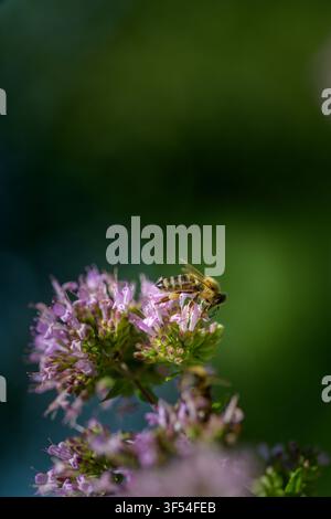 Abeille récoltant du pollen sur de l'origan. De magnifiques grappes de fleurs d'origan éclosent dans un jardin ensoleillé. Les délicates fleurs roses attirent les abeilles, apportant la vie et Banque D'Images