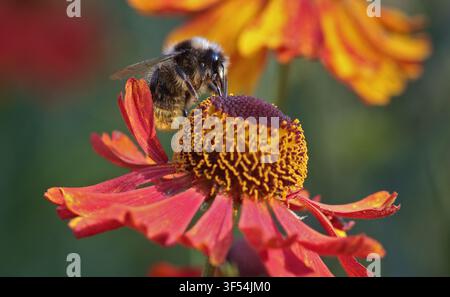 Bourdon sur Helenium Moerheim Beauty Banque D'Images
