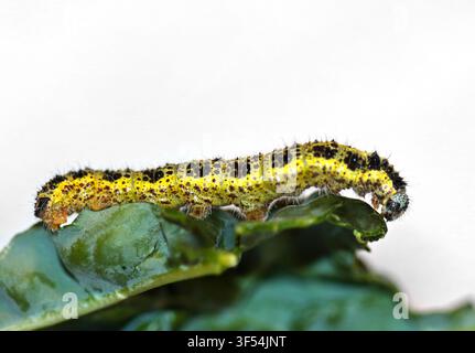Chenille de la piéride du chou/Piéride du chou (pieris brassicae) Banque D'Images