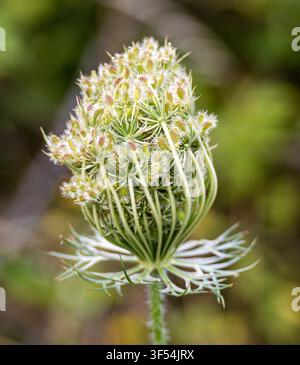 Une vue macro en gros plan d'une tête de graine de Carotte sauvage (Daucus carota / mrkev obecná) fermement refermée en forme de nid d'oiseau. Banque D'Images