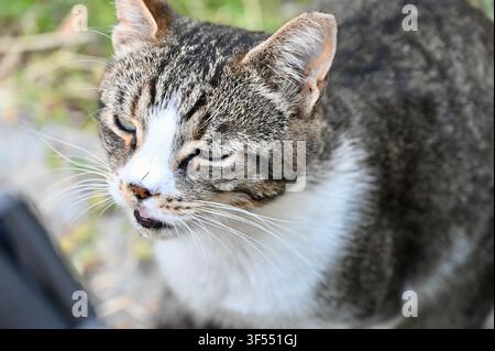 Un plan rapproché d'un chat errant gris et blanc aux yeux plissés, assis dehors par une journée ensoleillée dans une atmosphère détendue. Banque D'Images