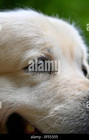 Photo macro détaillée montrant le nez, la fourrure et les délicates moustaches d'un chien Golden retriever devant un fond flou de feuillage vert naturel. Banque D'Images