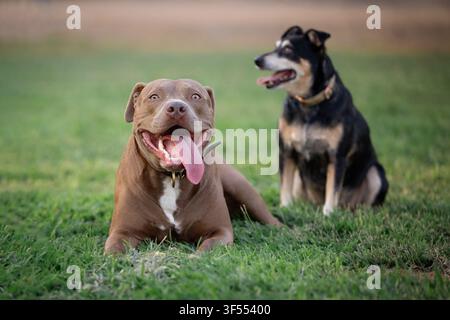 Deux chiens dans le parc, un pit-bull et un chien de race mixte Banque D'Images