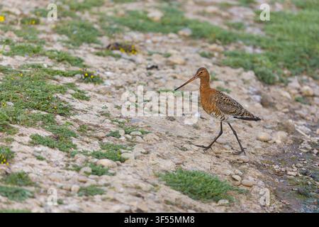 Bec-cris à queue noire Limosa limosa, plumage d'été adulte marchant sur une zone de végétation clairsemée, Suffolk, Angleterre, juillet Banque D'Images