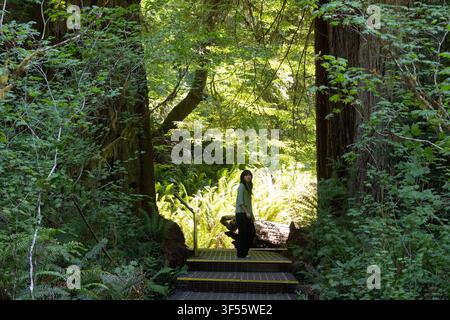 Femme randonnant dans une forêt luxuriante de séquoias primaires en Californie du Nord, États-Unis. Banque D'Images