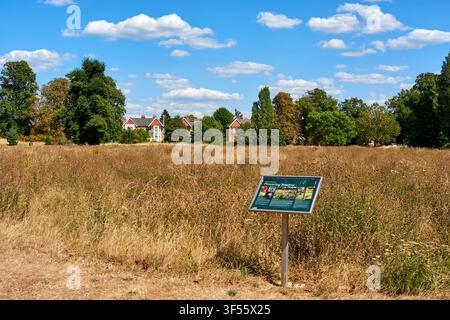 Ealing Common, Londres, Royaume-Uni, fin juillet 2026, avec prairie fleurie, en sécheresse Banque D'Images