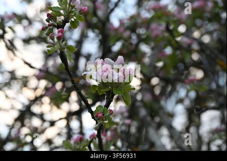 gros plan de délicates fleurs d'abrier roses et blanches et de boutons encore fermés sur une branche d'arbre, entourés de feuilles vertes fraîches et d'un arrière-plan doucement flou pendant le printemps Banque D'Images