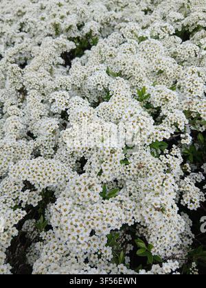 Floraisons blanches abondantes recouvrant complètement un arbuste vert dans un jardin pendant la saison du printemps Banque D'Images