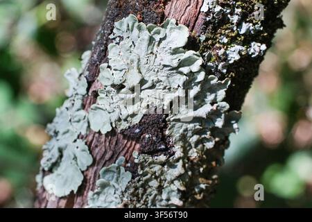 Lichen à bouclier vert commun (Flavoparmelia caparata), un lichen en forme de feuille poussant sur les branches d'arbres. Banque D'Images