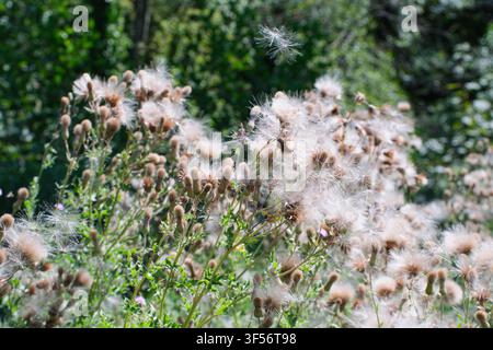 Têtes de graines matures et duveteuses de chardonne pie (Cirsium arvense) avec duvets blancs prêts à être dispersés par le vent. Kent, Royaume-Uni Banque D'Images