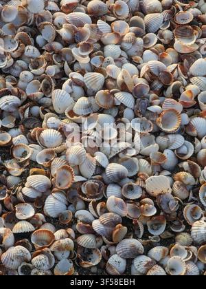 Arrière-plan plein cadre de coquillages sur une plage de sable Banque D'Images