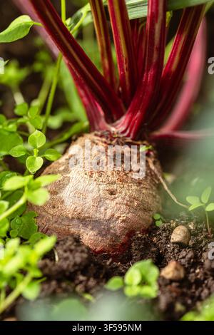 Délicieuse Beetroot dans notre jardin est prêt pour la récolte Banque D'Images