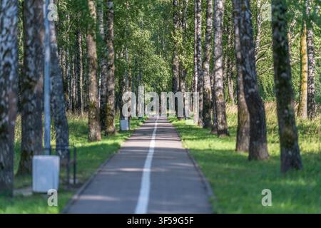 Le soleil filtre à travers les grands arbres bordant un chemin lisse, créant un doux jeu de lumière et d'ombre. Cet endroit paisible invite à des promenades sereines et Banque D'Images
