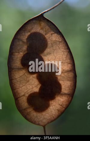 Grossissement de graines translucides de Lunaria ou de plante Honesty dans une silique Banque D'Images