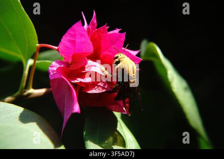Macro rapprochée d'une abeille charpentière mâle dorée (Xylocopa sonorina) récoltant du nectar sur une fleur de bougainvilléea violette avec des feuilles vertes luxuriantes Banque D'Images