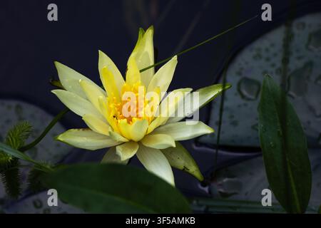 Nymphaea jaune en fleur dans un étang du Tyrol Banque D'Images