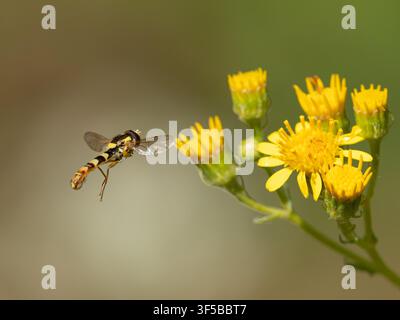 Mouche hover (Sphaerophoria scripta) planant en approche des fleurs sauvages de chou moiré pour se nourrir, été, Angleterre, Royaume-Uni Banque D'Images