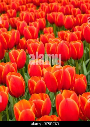 Une masse vive de tulipes rouge orange fleurit à travers les champs de bulbes néerlandais aux Pays-Bas avec une couleur vive de printemps Banque D'Images