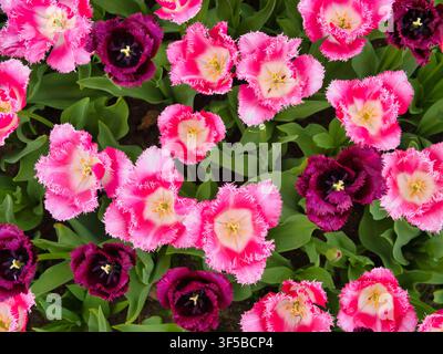 Vue aérienne de tulipes à franges rose vif et violet profond en fleur dans les champs de bulbes néerlandais aux Pays-Bas Banque D'Images