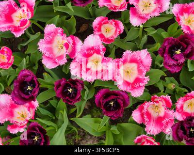 Des tulipes à franges rose vif et violet profond fleurissent dans les champs de bulbes néerlandais aux Pays-Bas, créant un fond floral printanier audacieux Banque D'Images