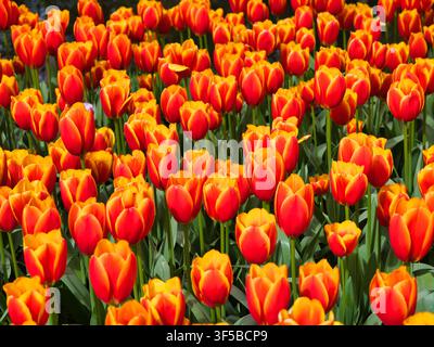 Des tulipes rouge vif et jaune fleurissent à travers les champs de bulbes néerlandais sous un soleil printanier éclatant Banque D'Images