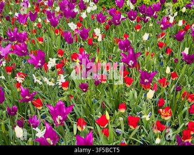 Des tulipes vibrantes violettes, rouges, jaunes et blanches fleurissent parmi les jonquilles dans les champs de bulbes printaniers des Pays-Bas Banque D'Images