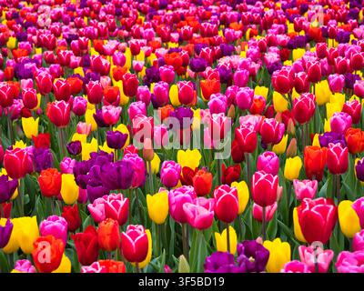 Des tulipes multicolores vives éclosent à travers les champs de bulbes néerlandais aux Pays-Bas, créant un fond floral printanier joyeux Banque D'Images
