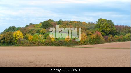 Un feuillage automnal éclatant dans des nuances de jaune et de vert recouvre une petite colline ondulante derrière un champ agricole fraîchement labouré sous un ciel nuageux à Roßd Banque D'Images