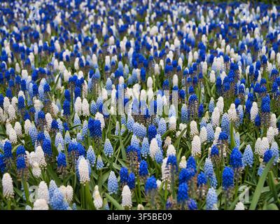 Des jacinthes de raisin bleues et blanches denses fleurissent à travers les champs de bulbes néerlandais aux Pays-Bas au printemps Banque D'Images