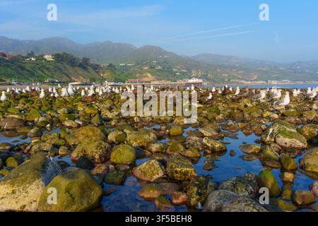 Une volée de mouettes se repose sur des rochers couverts de mousse exposés lors de la marée basse par une belle journée ensoleillée à Malibu, en Californie, avec les montagnes côtières qui s'élèvent Banque D'Images