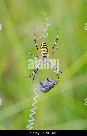 Araignée guêpe (Argiope bruennichi) avec une proie sur sa toile dans un milieu de landes, Hampshire, Angleterre, Royaume-Uni Banque D'Images