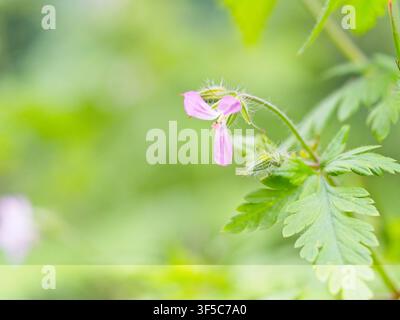 Grosses plans (macro photographies) de diverses parties de plantes, telles que les fleurs, les bourgeons, les feuilles et les fruits. Banque D'Images