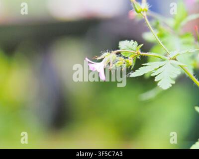Grosses plans (macro photographies) de diverses parties de plantes, telles que les fleurs, les bourgeons, les feuilles et les fruits. Banque D'Images