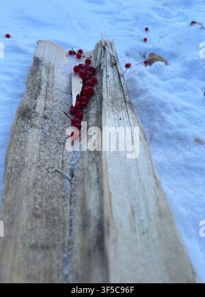 Baies rouges sur une bûche dans la neige par une journée d'hiver en Alaska. Banque D'Images