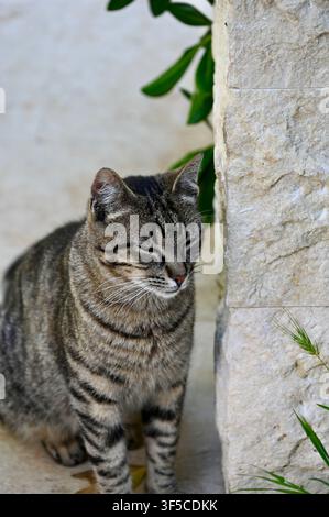 Un gros plan d'un mignon chat tigré alerte avec des yeux vert-jaune frappants, assis gracieusement à l'extérieur à côté d'un mur de pierre rustique par une journée lumineuse Banque D'Images