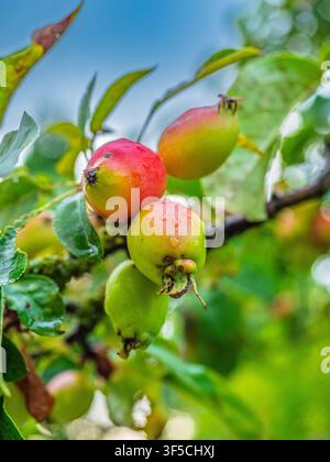 Petites pommes mûrissantes avec des gouttes d'eau poussant sur une branche d'arbre à Coesfeld, en Allemagne Banque D'Images