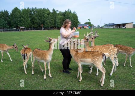 Femme nourrit des cerfs dans un champ herbeux ouvert. Les cerfs se rassemblent de près, curieux et calmes. Les arbres bordent l'horizon lointain avec un ciel bleu doux. Un cadre naturel offre pe Banque D'Images