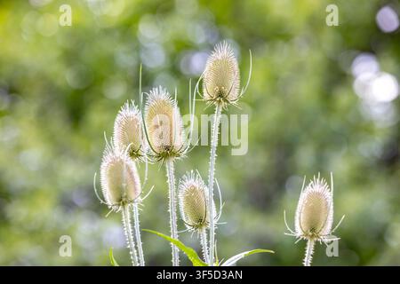 Dipsacus fullonum, syn. Dipsacus sylvestris, est une espèce de plante à fleurs connue sous les noms communs de chardon sauvage ou chardon des teinturiers Banque D'Images