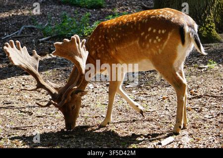 Un cerf damé européen (Dama dama), mâle, broute dans une clairière d'une forêt en Allemagne. Banque D'Images