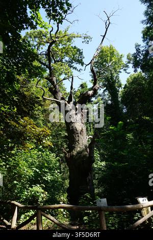 Gros plan vertical de Dicke Marie, le plus vieil arbre de Berlin, debout dans la forêt de Tegeler Forst par une journée d'été ensoleillée Banque D'Images