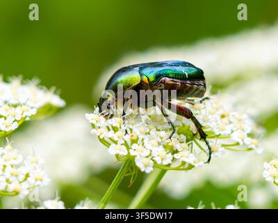 Cetonia aurata, connu sous le nom de scarabée rose, scarabée rose européen ou scarabée rose vert, se nourrissant sur les fleurs. Banque D'Images