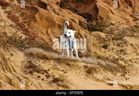 Un chien blanc portant un harnais se tient sur une falaise de grès érodée entourée d'une végétation côtière sèche aux Sunset Cliffs. Banque D'Images