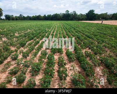 Champ de manioc avec des rangées de cultures, sol cultivé, plantes de manioc en croissance et paysage agricole Banque D'Images