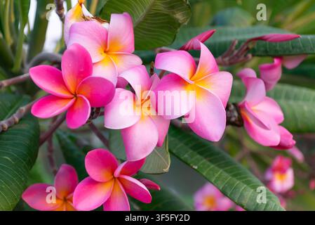Fleurs de plumeria roses épanouies sur des branches vertes luxuriantes avec des couleurs tropicales vibrantes, une lumière naturelle douce et des pétales frais créant une botanique magnifique Banque D'Images