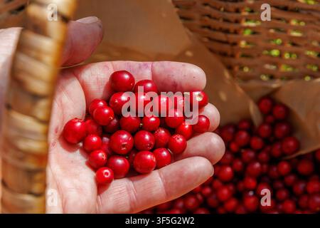 Grossissement d'une main tenant des airelles rouges fraîchement cueillies au-dessus d'un panier en osier rempli de baies sauvages près de Vilniemi à Hamina, en Finlande. Banque D'Images