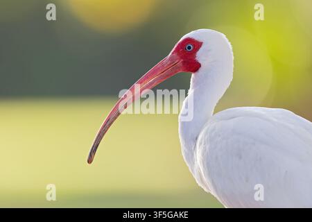 Portrait d'un ibis blanc américain (Eudocimus albus). Banque D'Images
