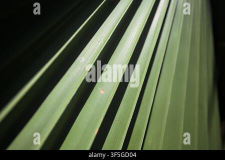 Feuille de palmier au soleil, vue de près Banque D'Images