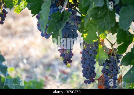 Grossissement de raisins mûrs rouge foncé violet suspendus aux vignes entourés de feuilles vertes luxuriantes dans un vignoble ensoleillé avant la récolte Banque D'Images